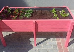 Ogródek różowy wypełniony sadzonkami dzieci z grupy IV