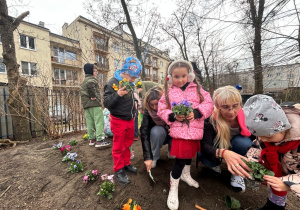 Dzieci z pomocą nauczycielki sadzą bratki
