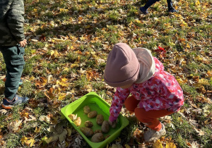 Dzieci zbierają do zielonego pojemnika ziemniaki znalezione w ogrodzie