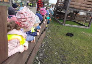 Dzieci oglądają zwierzęta w mini zoo - czarny króliczek