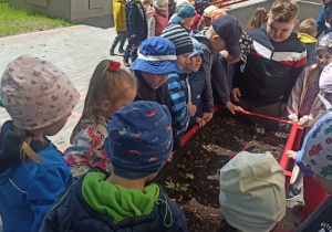 Dzieci sadzą sadzonki w swoim ogródku z pomocą nauczycielki