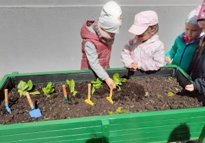 Dziewczynki sadzą sałatę