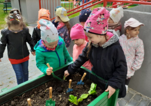 Dzieci sadza sadzonki w swoim grupowym ogródku