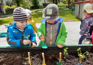 Chłopcy sadzą selery w ogródku