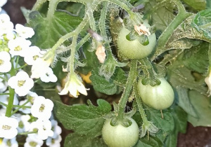 Małe zielone pomidorki na krzaczku w grupowym ogródeczku