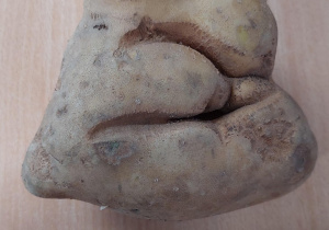 Nagrodzony ziemniak o najciekawszym kształcie przyniesiony przez Oliwiera