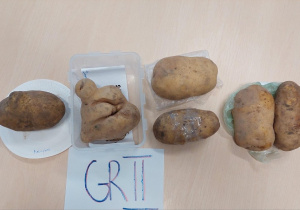 6 ziemniaków przyniesionych na konkurs przez dzieci z grupy II
