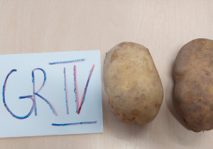 2 ziemniaków przyniesionych na konkurs przez dzieci z grupy IV