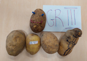 5 ziemniaków przyniesionych na konkurs przez dzieci z grupy III
