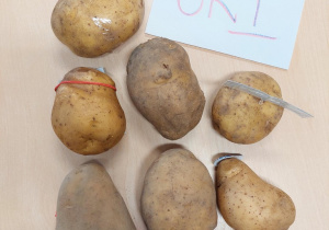 7 ziemniaków przyniesionych na konkurs przez dzieci z grupy I