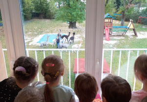 Dzieci obserwują alpaki z klasy