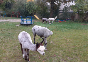 Alpaki chodzą po ogrodzie przedszkolnym