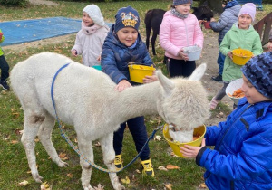 Dzieci karmią alpaki smakołykami z wiaderek