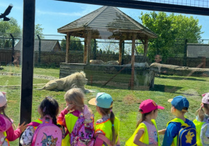 Dzieci stoją i oglądają białe lwy