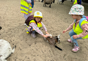 Dzieci w mini ZOO głaszczą kozy