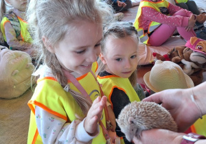 Dzieci z bliska oglądają i dotykają jeża