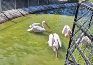 Pelikany w wodzie