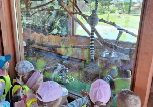 Dzieci oglądają lemury przez szybę