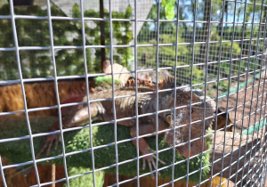 Iguana w wolierze