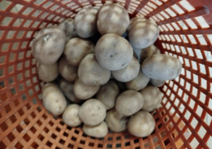 Ziemniaki w koszu przygotowane na nagrody