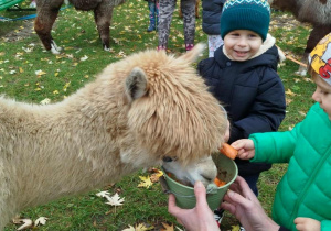 Dziecko karmi aplakę marchewkami z wiaderka