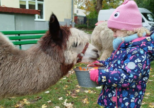 Dziecko karmi aplakę marchewkami z wiaderka