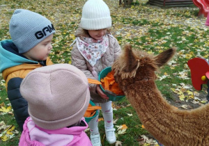 Dzieci karmią aplakę marchewkami z wiaderka
