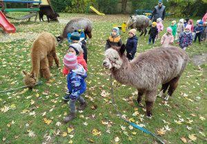 Dzieci i alpaki w ogrodzie