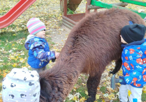 Dzieci czeszą alpakę