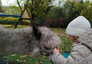 Dziewczynka karmi alpakę marchewką