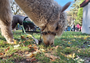 Alpaka je trawę