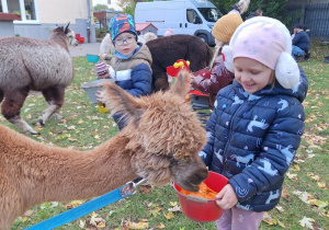 Dziecko karmi aplakę marchewkami z wiaderka