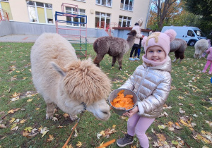 Dziecko karmi aplakę marchewkami z wiaderka