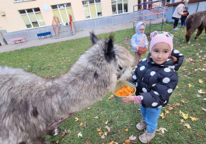 Dziecko karmi aplakę marchewkami z wiaderka