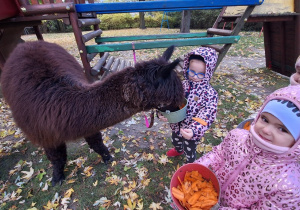 Dzieci karmią aplakę marchewkami z wiaderka