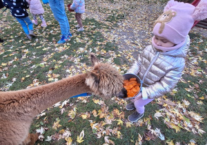 Dziecko karmi aplakę marchewkami z wiaderka