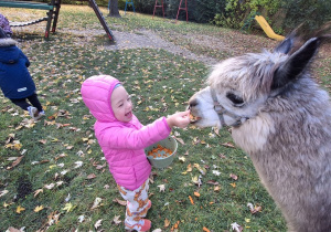 Dziewczynka karmi alpakę marchewka z rączki