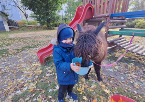 Dziecko karmi aplakę marchewkami z wiaderka