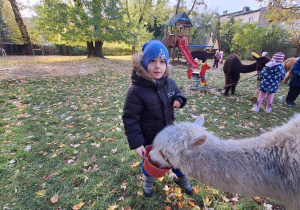 Dziecko karmi aplakę marchewkami z wiaderka