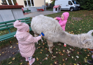 Dzieci czeszą alpaki