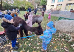 Dzieci czeszą alpaki