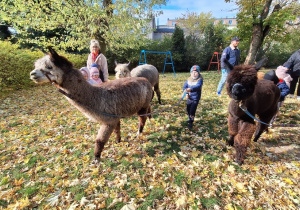 Dzieci spacerują z alpakami po ogrodzie