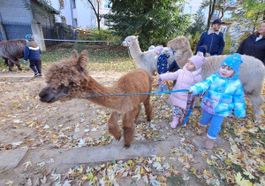 Dzieci spacerują z alpakami po ogrodzie