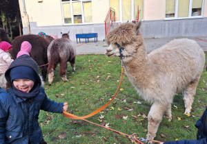 Dzieci spacerują z alpakami po ogrodzie
