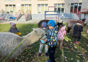Dzieci karmią alpaki marchewkami z wiaderka