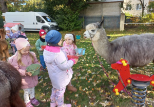Dzieci karmią alpaki marchewkami z wiaderka