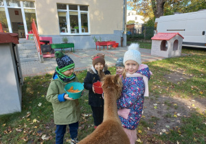 Dzieci karmią alpaki marchewkami z wiaderka