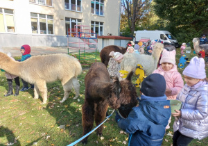 Dzieci karmią alpaki marchewkami z wiaderka