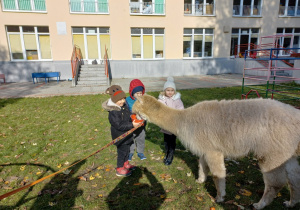 Dzieci karmią alpaki marchewkami z wiaderka