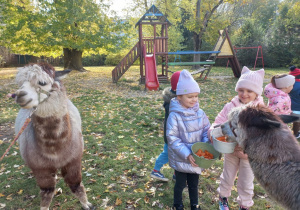Dzieci karmią alpaki marchewkami z wiaderka